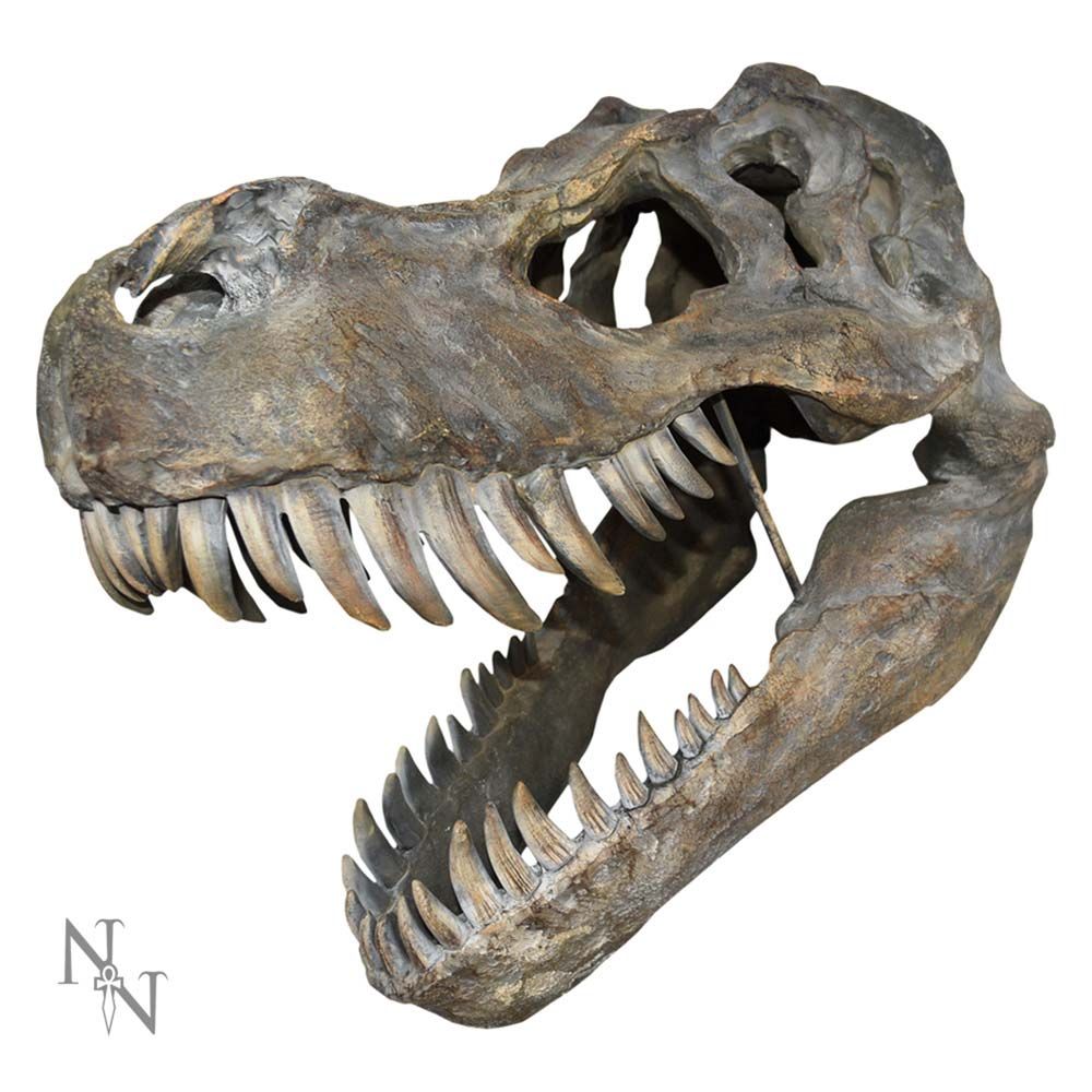 Tyrannosaurus Rex 51.5cm Dinsoaur Skull